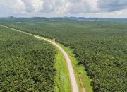 6 Perusahaan Sawit di Sumatera Utara dengan Skala Operasi Besar dan Aktif