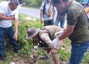 BBKSDA Sumut Tegaskan Satwa Tertabrak di Parapat Bukan Harimau Sumatera, Melainkan Macan Akar