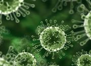 virus Nipah Thailand