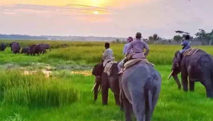 Gara-gara Konflik Gajah Liar, Taman Nasional Way Kambas Ditutup Sementara
