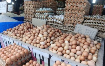 Harga Telur Ayam Ras