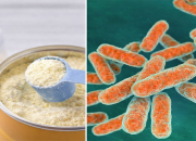 Apa Itu Bacillus cereus? Bakteri di Balik Penarikan Susu Formula Bayi oleh BPOM