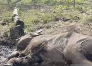 anak gajah sumatera mati