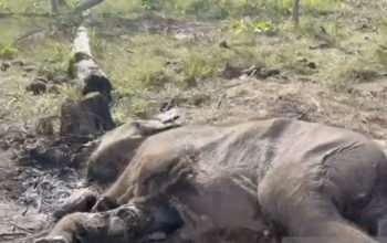 Anak Gajah Sumatera Ditemukan Mati Diduga Terjerat di Tesso Nilo, Polisi Tunggu Hasil Nekropsi
