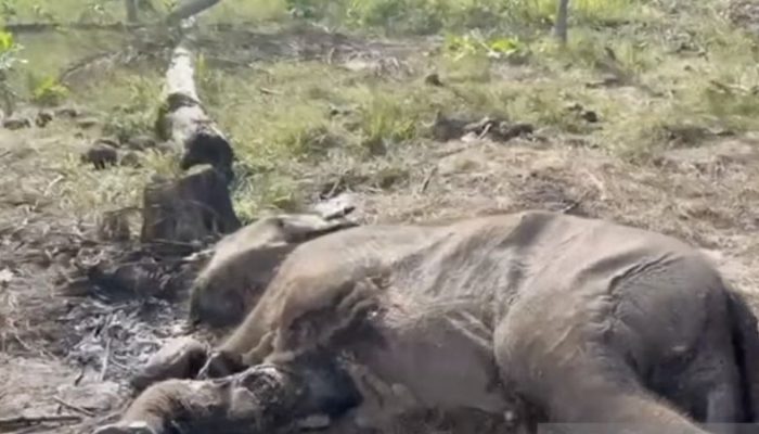 Anak Gajah Sumatera Ditemukan Mati Diduga Terjerat di Tesso Nilo, Polisi Tunggu Hasil Nekropsi