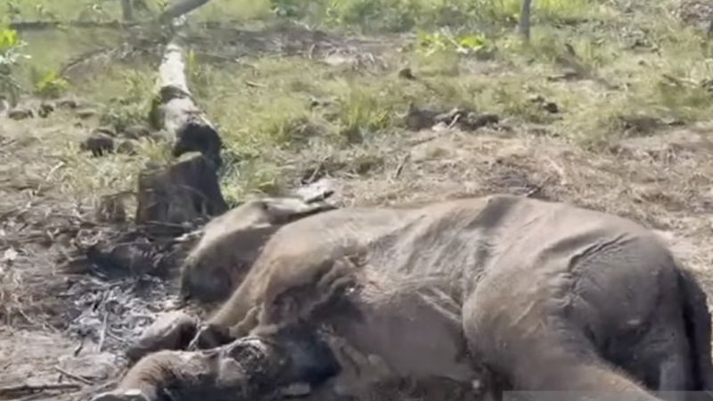 anak gajah sumatera mati