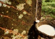 Ekspor Karet Alam Sumatera Utara Januari 2026 Turun 737 Ton, Harga Global Menguat