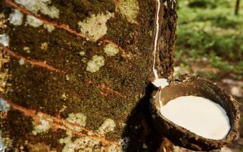 Ekspor Karet Alam Sumatera Utara Januari 2026 Turun 737 Ton, Harga Global Menguat