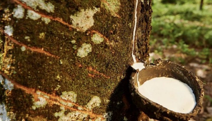 Ekspor Karet Alam Sumatera Utara Januari 2026 Turun 737 Ton, Harga Global Menguat