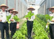Lapas Kelas I Medan Panen 300 Kg Sawi Pahit, Program Pembinaan WBP Dinilai Berhasil