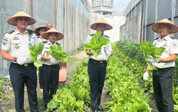 Lapas Kelas I Medan Panen 300 Kg Sawi Pahit, Program Pembinaan WBP Dinilai Berhasil