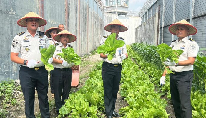 Lapas Kelas I Medan Panen 300 Kg Sawi Pahit, Program Pembinaan WBP Dinilai Berhasil
