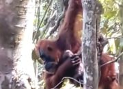 Orangutan ‘Pesek’ di TNGL Langkat Melahirkan Anak Ketujuh, Bukti Sukses Rehabilitasi Satwa