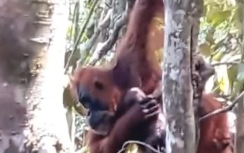 orangutan Pesek