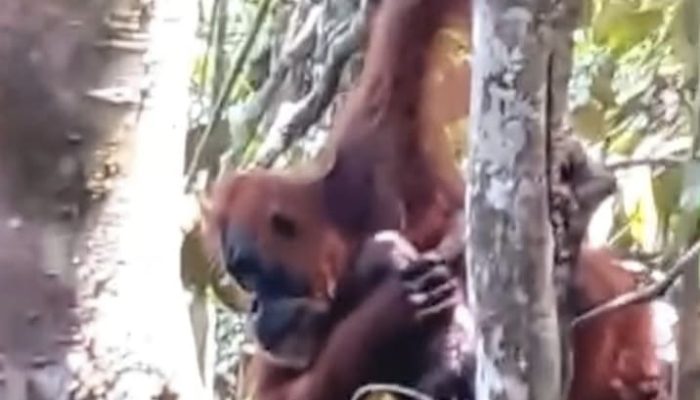 Orangutan ‘Pesek’ di TNGL Langkat Melahirkan Anak Ketujuh, Bukti Sukses Rehabilitasi Satwa