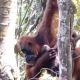 orangutan Pesek