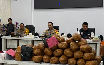 Polres Madina Sita 97 Kg Daun Ganja dan Amankan 15 Tersangka