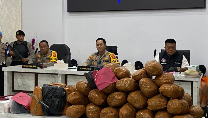 Polres Madina Sita 97 Kg Daun Ganja dan Amankan 15 Tersangka