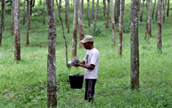 Ekspor Karet Sumatera Utara Tumbuh Tipis, Permintaan Global Masih Menahan Pemulihan