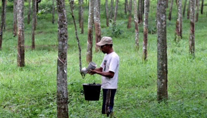 Ekspor Karet Sumatera Utara Tumbuh Tipis, Permintaan Global Masih Menahan Pemulihan