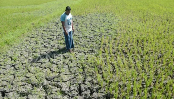 BMKG: Musim Kemarau 2026 Lebih Kering dan Lebih Panjang, El Nino Jadi Pemicu