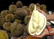 durian Indonesia ekspor China