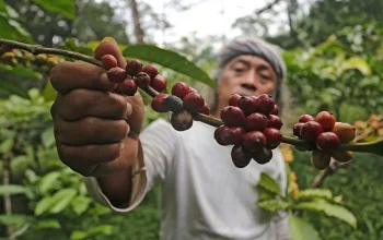 GJI Dorong ‘Huta Kopi’ Jadi Pusat Branding Kopi Tapanuli Selatan ke Pasar Global
