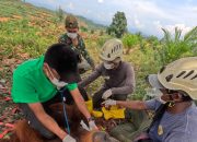 orangutan Sumatera Langkat