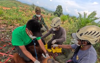 orangutan Sumatera Langkat