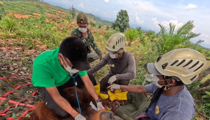 Orangutan Sumatera Masuk Kebun Warga di Langkat, Tim Gabungan Lakukan Evakuasi dan Pelepasliaran
