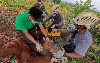 BBKSDA, BBTNGL dan YOSL-OIC Evakuasi dan Transloksi Orangutan Sumatra Jantan 25 Tahun ke Taman Nasional Gunung Leuser