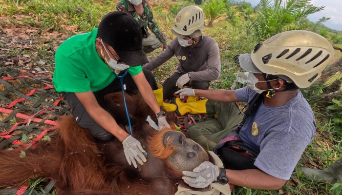 BBKSDA, BBTNGL dan YOSL-OIC Evakuasi dan Transloksi Orangutan Sumatra Jantan 25 Tahun ke Taman Nasional Gunung Leuser