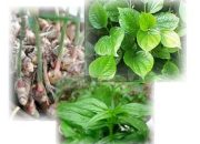 Herbal Terbaik Atasi Pilek pada Anak dan Lansia ala Hembing