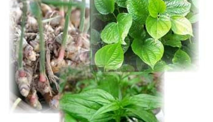 Herbal Terbaik Atasi Pilek pada Anak dan Lansia ala Hembing