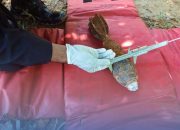 Mortir Panjang 42 Cm Diamankan Tim Jibom Gegana Brimob Sumut dan Polres Labuhanbatu