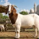 Ciri-ciri kambing yang layak untuk kurban dengan kondisi sehat, cukup umur, dan sesuai syariat Islam untuk Idul Adha 2026.
