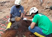 Orangutan