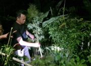 Ganja
