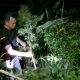Ganja