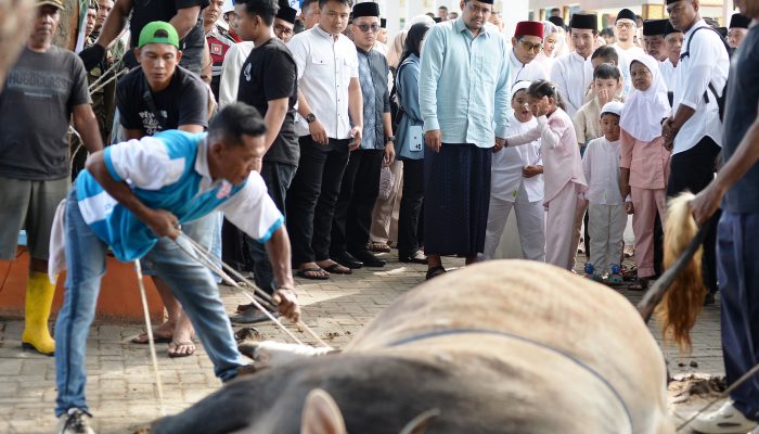 Gubsu Salat Iduladha di Binjai, Pemprovsu Salurkan 167 Hewan Kurban