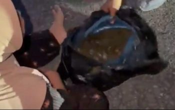 Barang bukti diduga ganja di dalam tas saat pengungkapan kasus IRT bawa ganja di Tapanuli Selatan.
