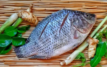 Ikan Nila Ekspor