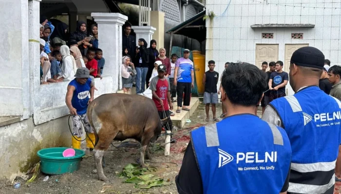 PELNI Salurkan Hewan Kurban Iduladha 1447 H ke Sejumlah Daerah, Perkuat Kepedulian Sosial