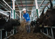 PELNI sapi Iduladha