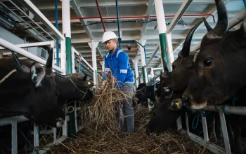 PELNI sapi Iduladha