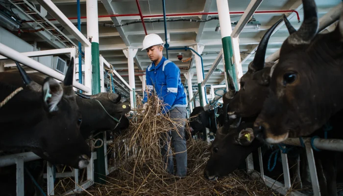 PELNI Angkut 825 Ekor Sapi dari NTT ke Jakarta Jelang Iduladha 2026