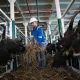 PELNI sapi Iduladha