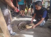 Polsek Bahorok Gagalkan Peredaran 2 Kg Ganja di Bukit Lawang, Seorang Pria Diamankan