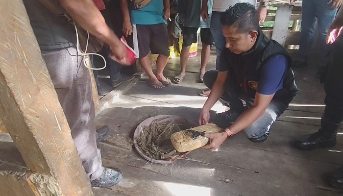 Polsek Bahorok Gagalkan Peredaran 2 Kg Ganja di Bukit Lawang, Seorang Pria Diamankan