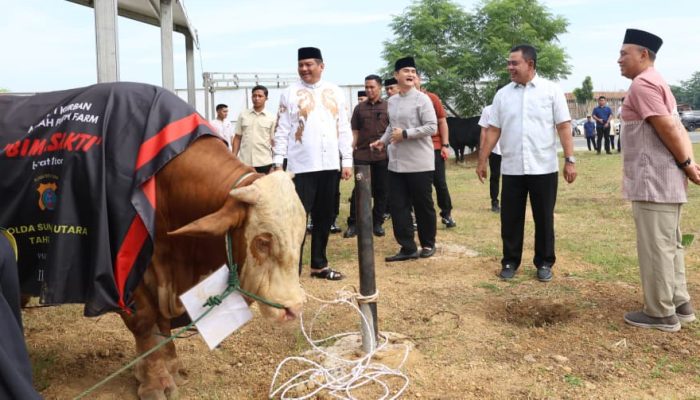 Polda Sumut Sembelih 31 Ekor Sapi di Hari Raya Iduladha